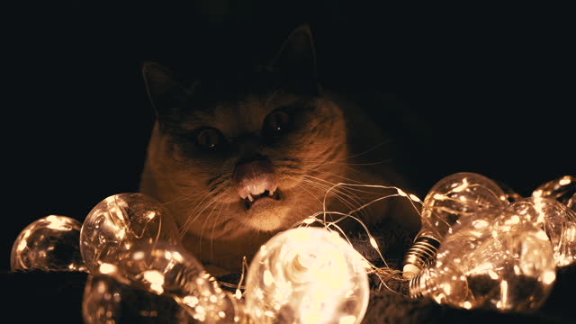 Close up, Curious Scottish Cat Playing with Christmas Bright Lights in Dark Room