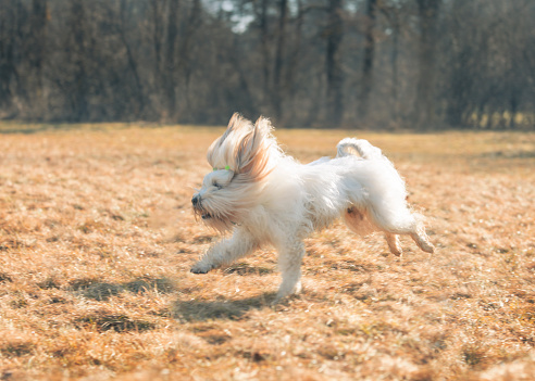 White Yorkshire Terrier plays outdoors in autumn