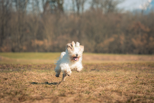 White Yorkshire Terrier plays outdoors