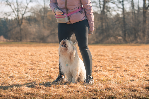 Young woman trains White Yorkshire Terrier outdoors in autumn
