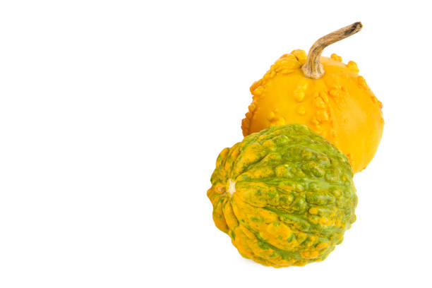 Pumpkins isolated on a white background. There is free space for text.