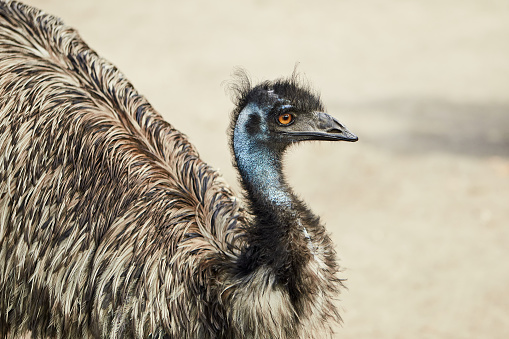 Americana ostrich nandu is a large bird looking away. Close-up of an ostrich's head on a blurred background of nature.