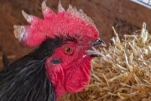 Black Rooster chicken calling Cock a doodle do in Montana hen house in western USA of North America.