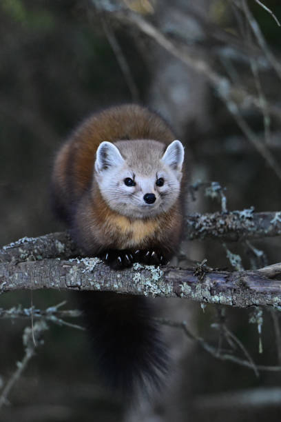 istock Cute American Pine Marten in a tree 2046033285