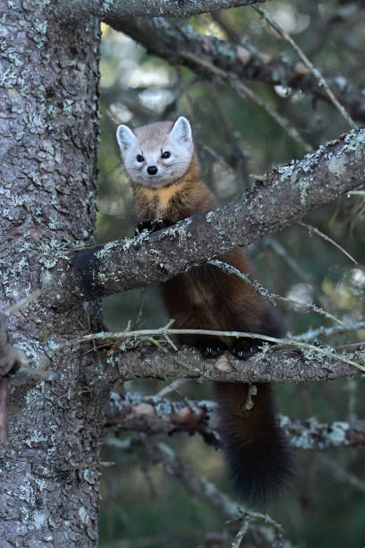 istock Cute American Pine Marten in a tree 2046034853