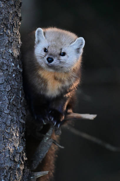 istock Cute American Pine Marten in a tree 2046035897