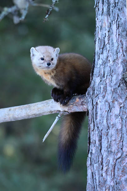 istock Cute American Pine Marten in a tree 2046036642