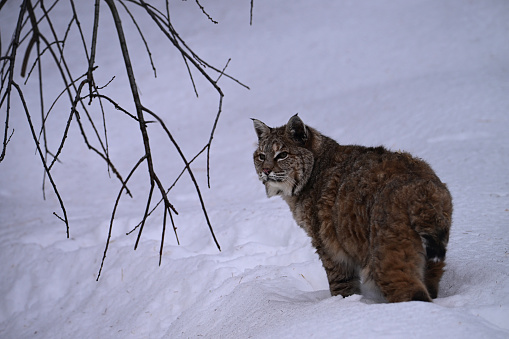 Winter scene of a bobcat walking along edge of forest in deep snow