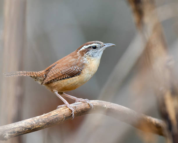 carolina wren