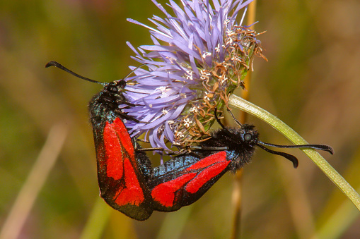 Red moth in nature on macro flowers in a natural environment