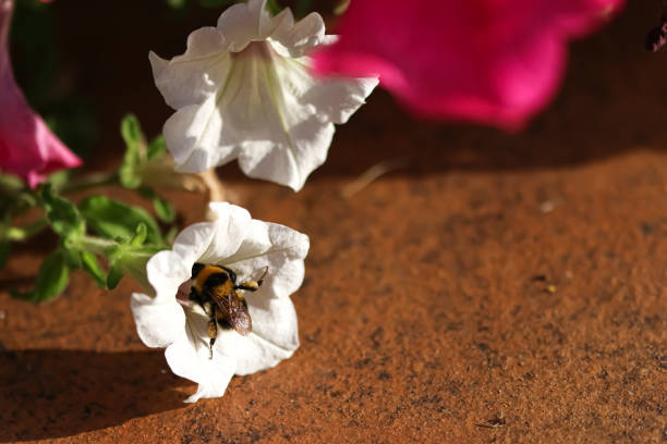 Spring. A bumblebee searching for nectar and pollen on a white flower.