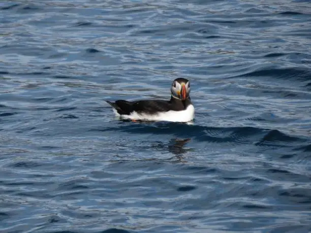 Puffin in the ocean swimming