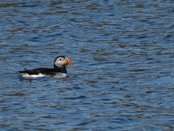 Puffin swimming in the ocean