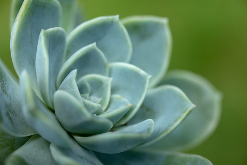 A closeup photo of a green stonecrop succulent.