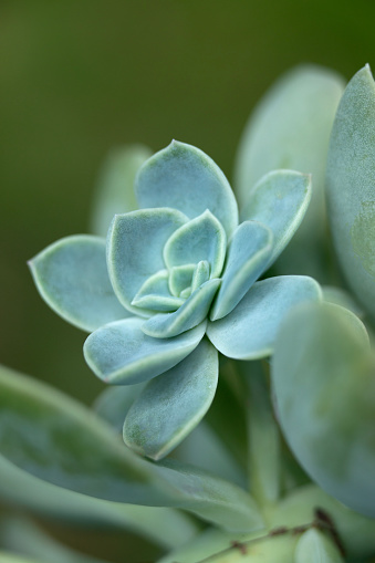 A closeup photo of a green stonecrop succulent.