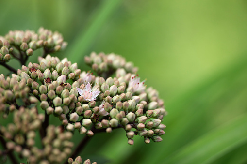 A sedum plant just starting to blossom.