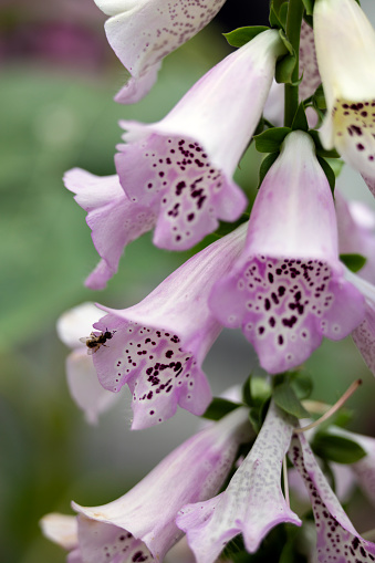 Closeup photo of purple foxglove flowers with a little bee.