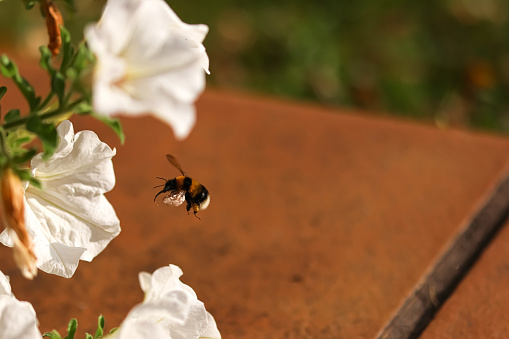 Spring. A bumblebee searching for nectar and pollen on a white flower.