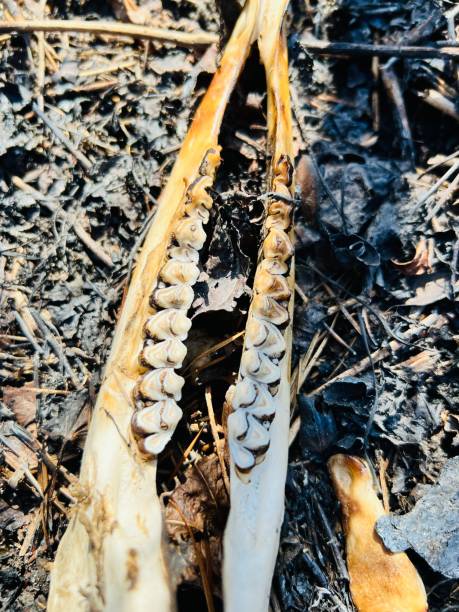 istock Skeletal remains of deer 2046068779