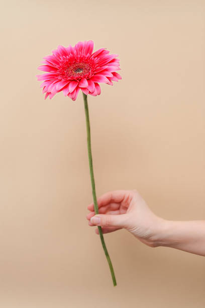 istock one pink gerbera flower in a woman's hand on a beige background 2046073893
