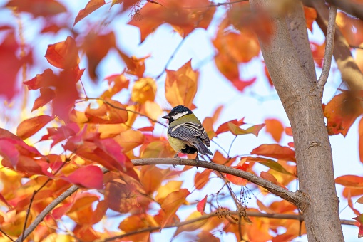 A great tit bird among the colorful leaves in Turkey
