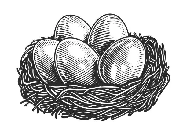 Vector illustration of Chicken eggs in nest. Farm organic food. Hand drawn sketch vintage vector illustration