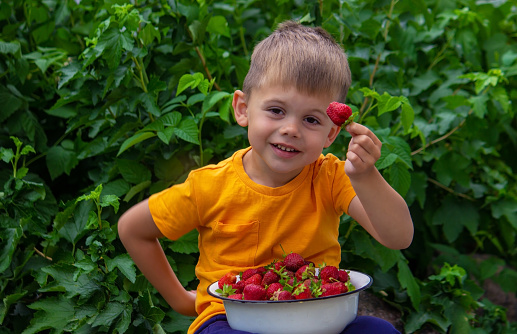 boy holding strawberries and a bowl of strawberries in the garden.