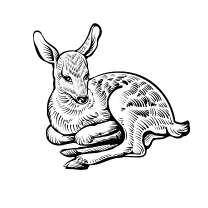 Sketch of fawn. Vector black and white illustration of cute baby deer.