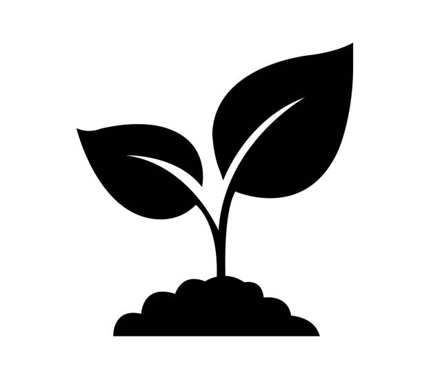 Sprout Logo Isolated White backgroud Sprout Logo Isolated White backgroud , Vector Illustration seedling stock illustrations