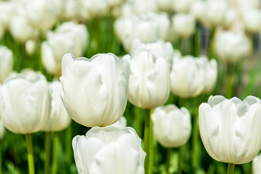 Beautiful white tulips flowerbed closeup. Flower background. Summer garden landscape design.