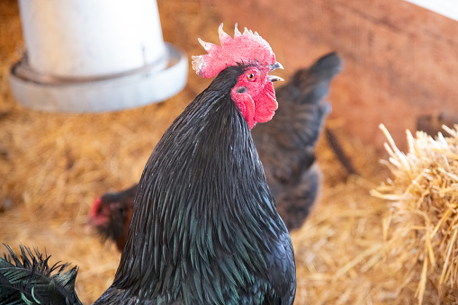 Black chicken Rooster (male) crowing in the hen house in Montana in western USA of North America