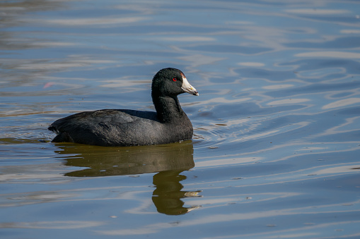 American Coot with elegant black plumage, stark white bill, and striking red eye.
