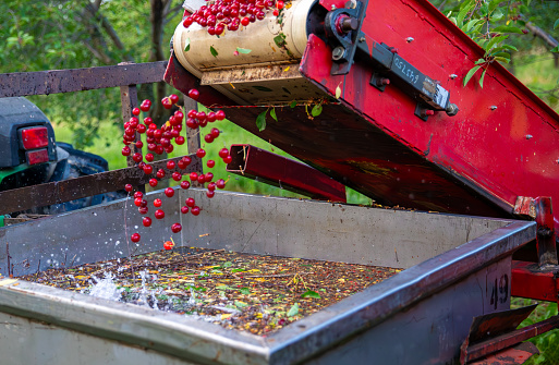 Cherries falling off conveyer belt