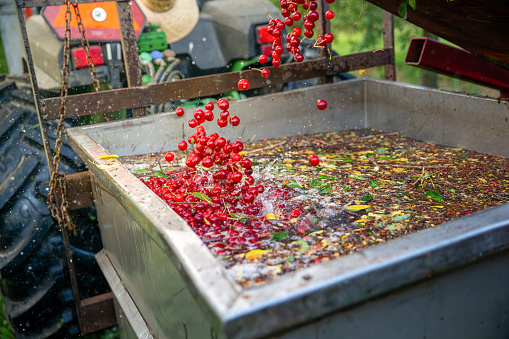 Cherries falling into vat of water