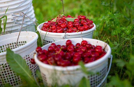 Fresh Cherries in a bucket