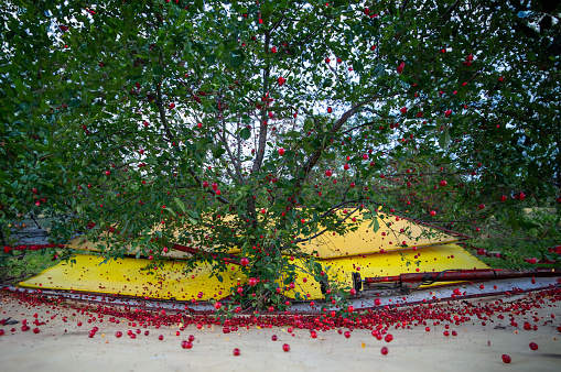 Cherries being shaken off a tree