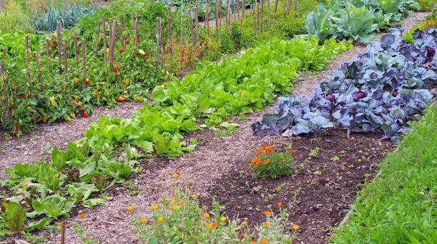 istock a typical farmers garden with lots of vegetables 2046148277