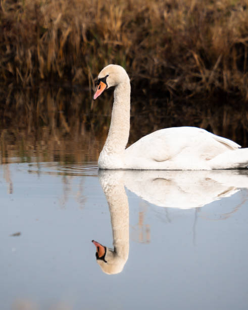 istock White swan gracefully glides near aquatic vegetation in a serene setting 2046158368