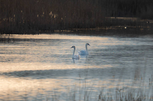 A white swan gracefully glides near aquatic vegetation in a serene setting