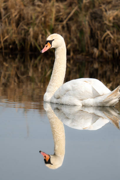 istock White swan gracefully glides near aquatic vegetation in a serene setting 2046158393