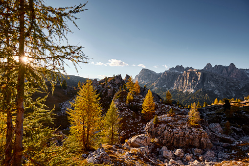 Mountain and Larches trees on a sunny day in the Dolomites, the sky is clear and the sun is shining through the trees in the foreground