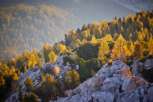 Forest with golden Larches in the Dolomites on a mountain hill, the sun is shining on the during sunrise.