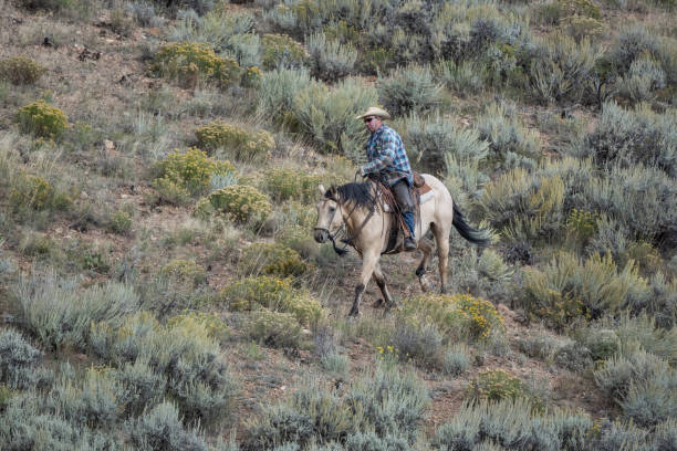 Caribou County Idaho  September 13, 2013: Cowboy rides horse on mountain side as he herds cattle.