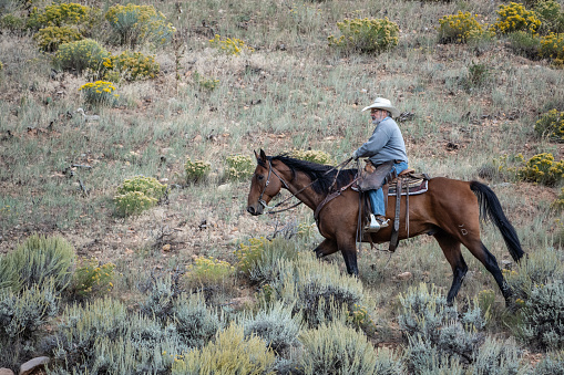Caribou County Idaho  September 13, 2013: Cowboy rides horse on mountain side as he herds cattle.