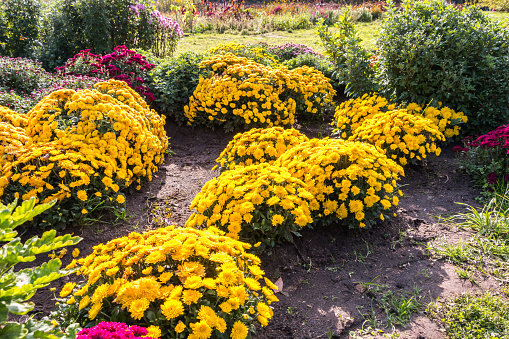natural autumn background. Flowerbed with yellow chrysanthemums