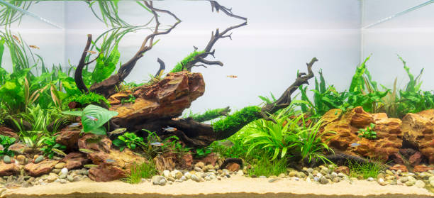 istock Freshwater planted aquarium (aquascape) with live plants and rasbora and corydora fish. 2046180723