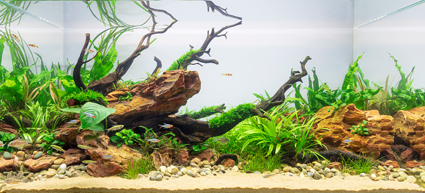 Freshwater planted aquarium (aquascape) with live plants and rasbora and corydora fish. Dragon stones and dark scaper roots inside. Plants: Anubias, Java fern, anubias, bucephalandra, java moss, cryptocorynes