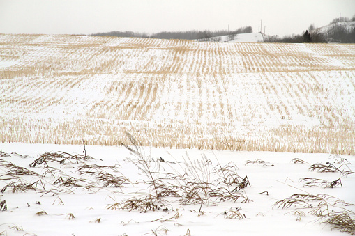The cold winter prairie in the area around Calgary, Alberta.