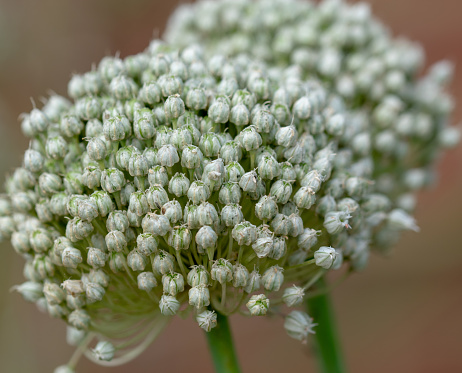 Close-up of a white Allium flower head in bud