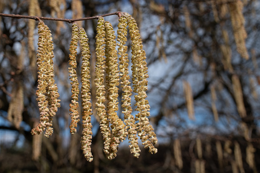 Close-up of hazelnut blossoms. The yellow umbels are still hanging on the branches. Other branches and flowers in the background.